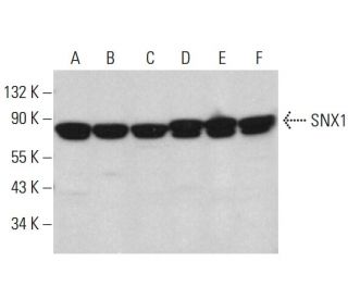 SNX1 Antibody (B-8) - Western Blotting - Image 381758