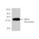 SNX10 Antibody (1G5) - Western Blotting - Image 349570