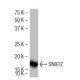 SNX12 Antibody (42-Y) - Western Blotting - Image 34665 