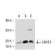 SNX12 Antibody (42-Y) - Western Blotting - Image 54074