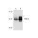 SNX16 Antibody (B-4) - Western Blotting - Image 295811