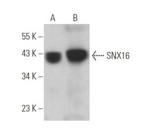 SNX16 Antibody (B-4) - Western Blotting - Image 371169 