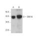 SNX16 Antibody (B-4) - Western Blotting - Image 371169 