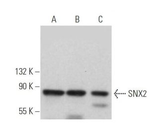 SNX2 Antibody (F-8) - Western Blotting - Image 374848 