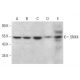 SNX4 Antibody (E-2) - Western Blotting - Image 379839 