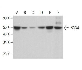 SNX4 Antibody (E-2) - Western Blotting - Image 382652 
