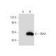 SNX4 Antibody (G-3) - Western Blotting - Image 133176