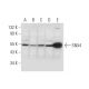 SNX4 Antibody (G-3) - Western Blotting - Image 299164 