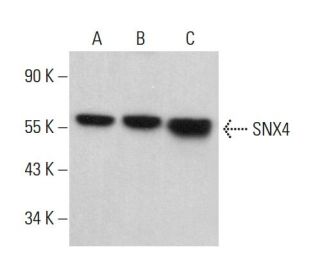 SNX4 Antibody (G-3) - Western Blotting - Image 376934 