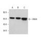 SNX4 Antibody (G-3) - Western Blotting - Image 376934 