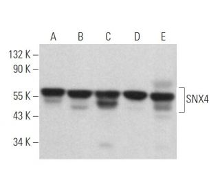 SNX4 Antibody (H-8) - Western Blotting - Image 365211 
