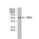 SNX4 Antibody (Y-36) - Western Blotting - Image 34663