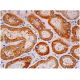 SO Antibody (A-7) - Immunohistochemistry - Image 333996 
