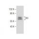 SO Antibody (A-7) - Western Blotting - Image 282581