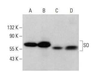 SO Antibody (G-1) - Western Blotting - Image 378698 