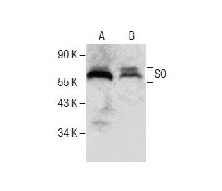 SO Antibody (G-4) - Western Blotting - Image 287766 