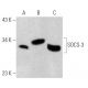SOCS-3 Antibody (6A463) - Western Blotting - Image 368018 