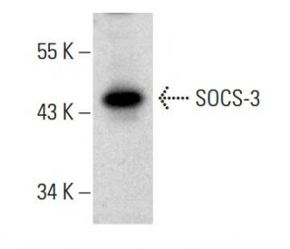 SOCS-3 Antibody (G-5) - Western Blotting - Image 385937 