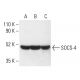 SOCS-4 Antibody (F-1) - Western Blotting - Image 403691 