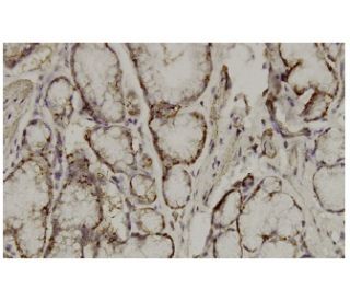 SOCS-5 Antibody (31-L) - Immunohistochemistry - Image 36190 