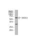 SOCS-5 Antibody (31-L) - Western Blotting - Image 34230