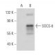 SOCS-6 Antibody (B-11) - Western Blotting - Image 30376