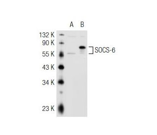 SOCS-6 Antibody (B-11) - Western Blotting - Image 42324 