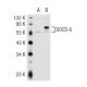 SOCS-6 Antibody (B-11) - Western Blotting - Image 42324 
