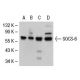SOCS-6 Antibody (G-3) - Western Blotting - Image 30322 