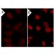 Sodium Fluoride: sc-24988. Immunofluorescence staining of methanol-fixed lambda protein phosphatase (sc-200312A) treated ( 