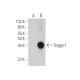 Soggy-1 Antibody (H-11) - Western Blotting - Image 346517