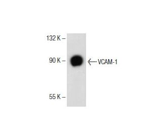 VCAM-1 Antibody (M/K-2) - Western Blotting - Image 153709