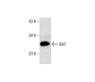 Six2 Antibody (H-4) - Western Blotting - Image 282428 