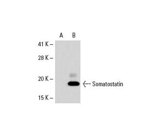 Somatostatin Antibody (D-12) - Western Blotting - Image 18502 