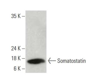 Somatostatin Antibody (G-10) - Western Blotting - Image 396527