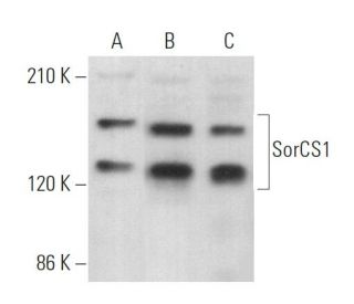SorCS1 Antibody (E-8) - Western Blotting - Image 368706 