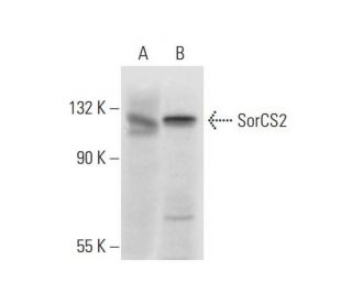 SorCS2 Antibody (A-10) - Western Blotting - Image 304359