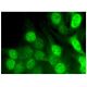 Sororin Antibody (B-9) - Immunofluorescence - Image 293821 