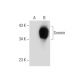 Sororin Antibody (B-9) - Western Blotting - Image 139133