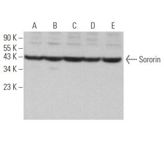 Sororin Antibody (B-9) - Western Blotting - Image 370021 