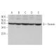 Sororin Antibody (B-9) - Western Blotting - Image 370021 