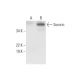 Sororin Antibody (D-11) - Western Blotting - Image 291020