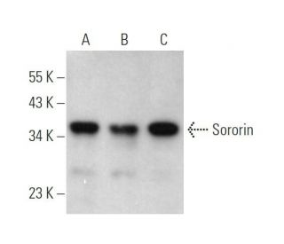 Sororin Antibody (D-11) - Western Blotting - Image 373130 