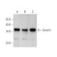 Sororin Antibody (D-11) - Western Blotting - Image 373130 