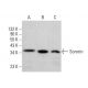 Sororin Antibody (D-11) - Western Blotting - Image 383312 