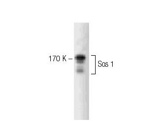 Sos 1 Antibody (25) - Western Blotting - Image 127493