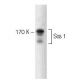Sos 1 Antibody (25) - Western Blotting - Image 127493