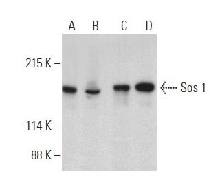 Sos 1 Antibody (A-9) - Western Blotting - Image 399089 