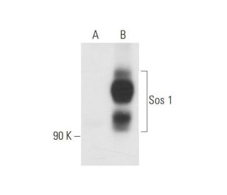 Sos 1 Antibody (E-11) - Western Blotting - Image 63089 