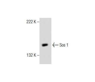 Sos 1 Antibody (E-6) - Western Blotting - Image 159894